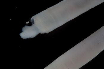 Media type: image;   Malacology 393903